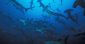 Malpelo avec Yves Lefevre et Sandra Bessudo
