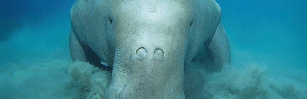 Où et quand plonger avec les dugongs?