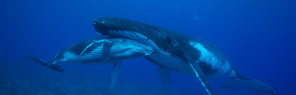 Où et quand plonger avec les baleines ?