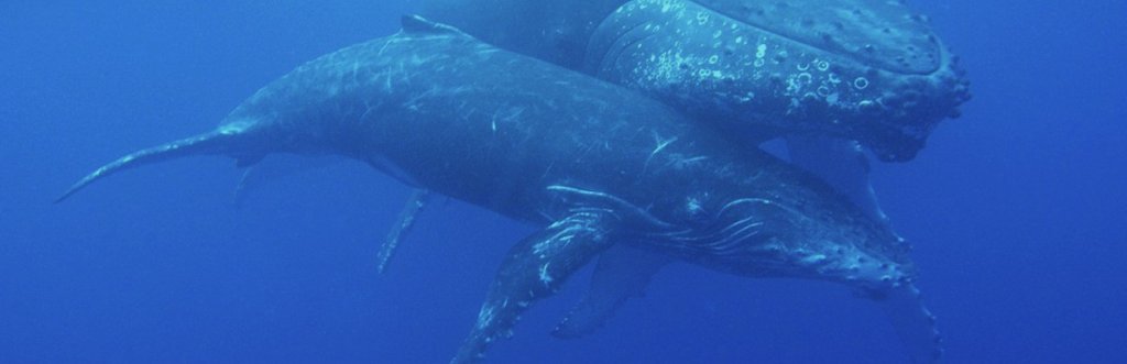Où et quand plonger avec les baleines ?