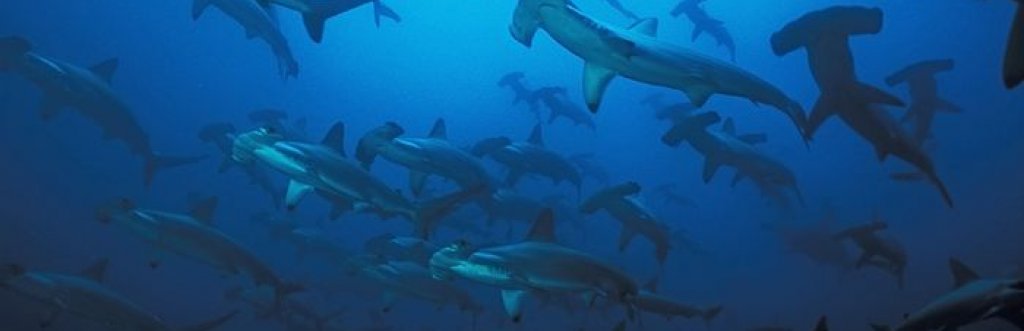 Malpelo avec Yves Lefevre et Sandra Bessudo